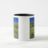 Mug Texas, Texas Hill Country, Low bladderpod, (Centre)