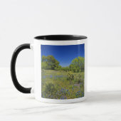 Mug Texas, Texas Hill Country, Low bladderpod, (Gauche)