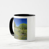 Mug Texas, Texas Hill Country, Low bladderpod, (Devant gauche)