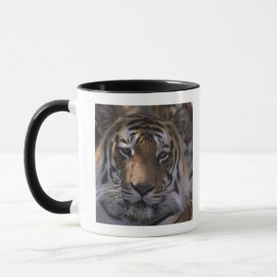 Mug Tigre (Panthera le Tigre), plan rapproché de têt