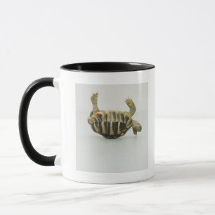 Mug Tortue à l'envers, équilibrant sur la coquille