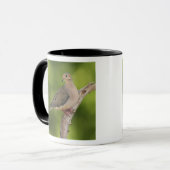 Mug Tourterelle triste, Zenaida macroura (Devant gauche)