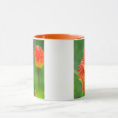 Mug Tritome (Kniphofia Uvaria), Cap-Occidental (Centre)