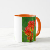 Mug Tritome (Kniphofia Uvaria), Cap-Occidental (Devant droit)