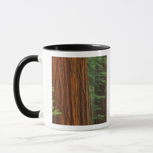 Mug troncs de Séquoia géant en forêt, Yosemite (Gauche)