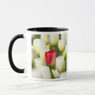 Mug Tulipe rouge dans un domaine des tulipes blanches