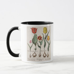 Mug Tulipes : rubens de maculis du lutea 1.Tulipa ; Au