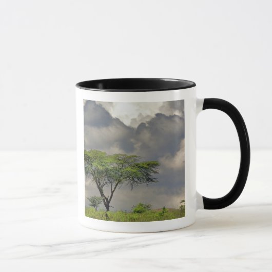Mug Umbrella Thorn Acacia, Acacia tortilis et 2 (Droite)