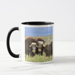 Mug Un groupe de boeufs musqués parcourt les arbustes 