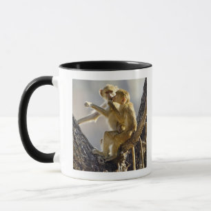 Mug Un jeune babouin jaune (cynocephalus de Papio)
