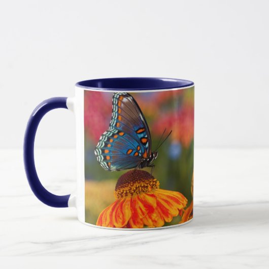 Mug Un Papilio troilus, Papilio troilus (Gauche)