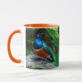 Mug Un Superbe Songbird Starling Africain (Gauche)
