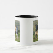 Mug Un zèbre de plaines alimentant son poulain, (Centre)