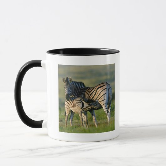 Mug Un zèbre de plaines alimentant son poulain, (Gauche)