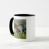 Mug Un zèbre de plaines alimentant son poulain, (Devant gauche)