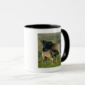 Mug Un zèbre de plaines alimentant son poulain, (Devant droit)