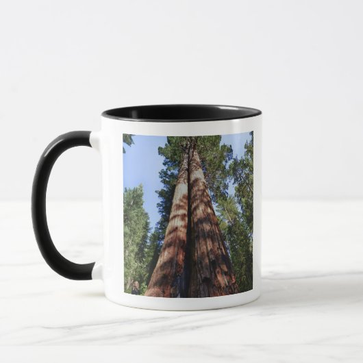 Mug Une femme filmant à la base de l'énorme Sequoia (Gauche)