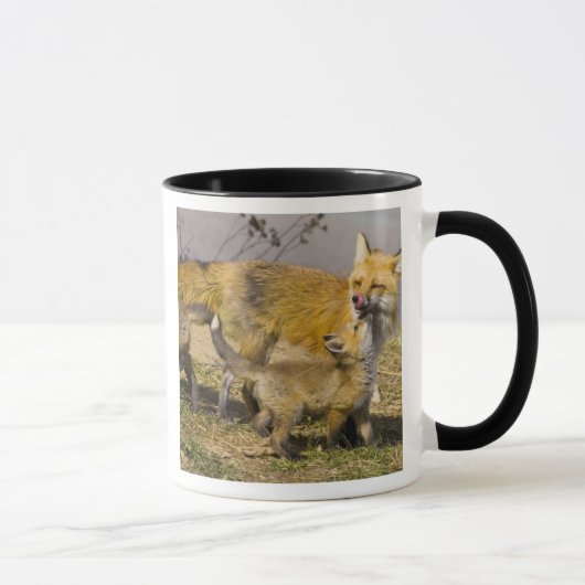 Mug USA, Colorado, Breckenridge. Mère renard rouge (Droite)