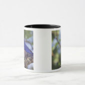 Mug USA, Oregon. Bluebird occidental mâle (Centre)