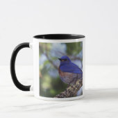 Mug USA, Oregon. Bluebird occidental mâle (Gauche)