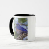 Mug USA, Oregon. Bluebird occidental mâle (Devant gauche)