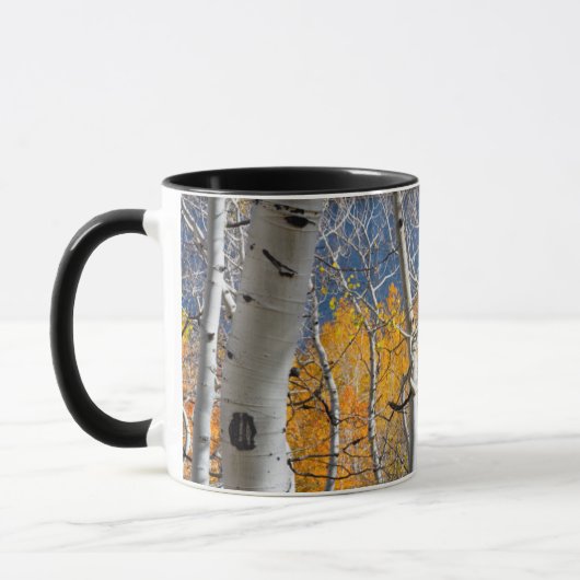 Mug Utah, États-Unis. Peupliers trembles (Populus Trem (Gauche)