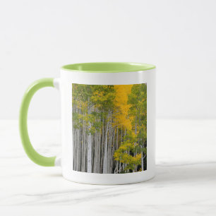 Mug Utah. États-Unis. Peupliers Trembles (Populus Trem