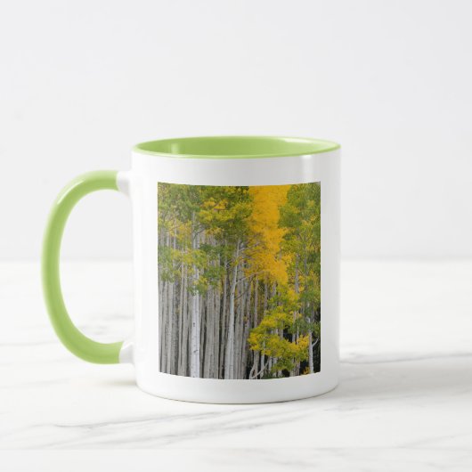 Mug Utah. États-Unis. Peupliers Trembles (Populus Trem (Gauche)