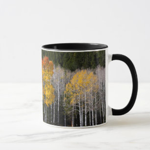 Mug Utah, États-Unis. Peupliers Trembles (Populus Trem