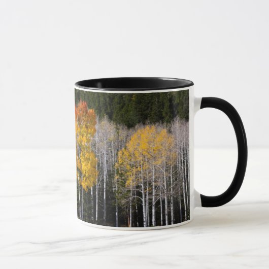 Mug Utah, USA. Arbres d'Aspen (Populus Tremuloides) 2 (Droite)