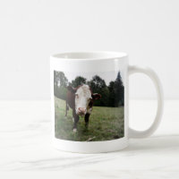 Vache collant la langue