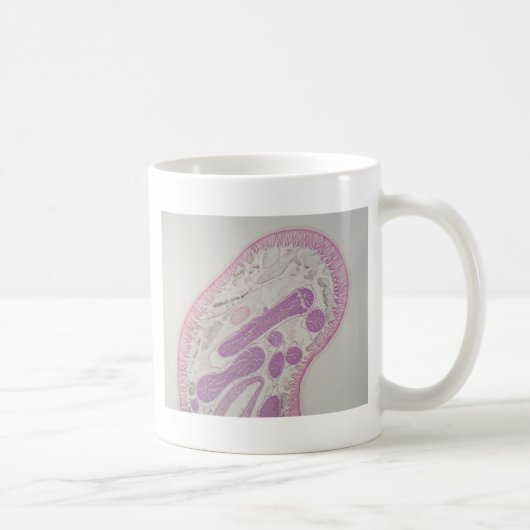 Mug Ver parasite de nématode (espèces d'ascaride) (Droite)