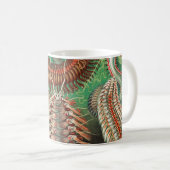 Mug Vers, Annélides Chaetopoda par Ernst Haeckel (Devant droit)