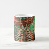 Mug Vers, Annélides Chaetopoda par Ernst Haeckel (Centre)