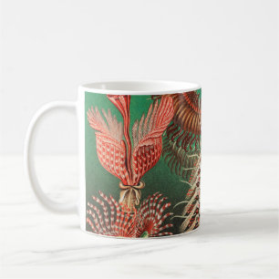 Mug Vers, Annélides Chaetopoda par Ernst Haeckel