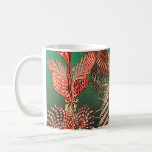 Mug Vers, Annélides Chaetopoda par Ernst Haeckel (Gauche)
