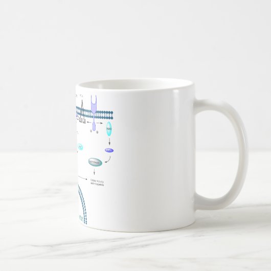 Mug Voie de GPCR (Droite)