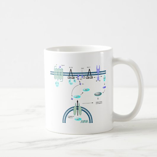 Mug Voie de GPCR (Droite)