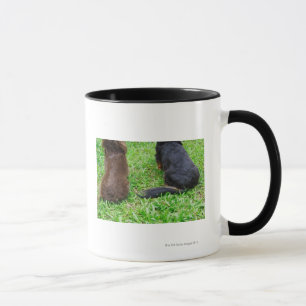Mug Vue arrière de deux chiens de teckel
