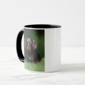 Mug Vue de Dachshund couleur panaché (Devant gauche)