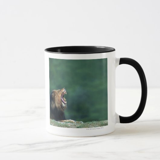 Mug Vue d'un lion (Panthera Lion) ouvrant sa bouche (Droite)