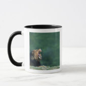 Mug Vue d'un lion (Panthera Lion) ouvrant sa bouche (Gauche)
