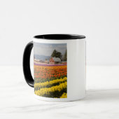 Mug WA, Skagit Valley, champs de tulipe en floraison,  (Devant gauche)