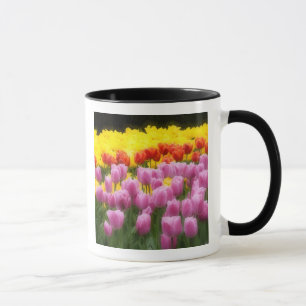 Mug WA, Vallée de Skagit, Jardin de tulipes Roozengaar