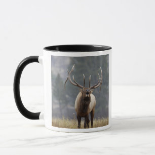 Mug Wapiti buglant, parc national de Yellowstone, Wyom