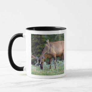 Mug Wapiti mâle avec bois en velours se nourrissant