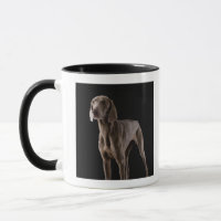Weimaraner, tir de studio