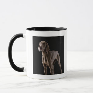 Mug Weimaraner, tir de studio
