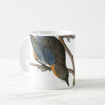 Western Bluebird par Audubon