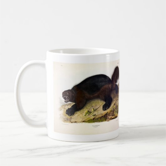 Mug Wolverine ou Wolverene (Gulo gulo) par Audubon (Gauche)